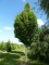 CARPINUS betulus 'Frans Fontaine'