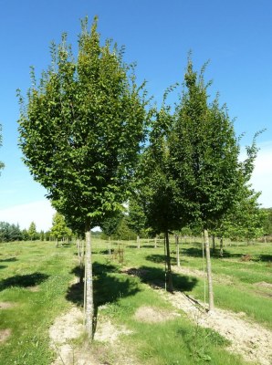 CARPINUS betulus 'Frans Fontaine'