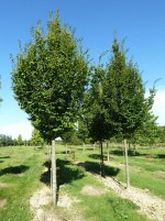 CARPINUS betulus 'Frans Fontaine'