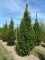CARPINUS betulus 'Frans Fontaine'