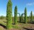 CARPINUS betulus colonne