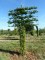 Carpinus bet. palissé TG 5 étages Thuilleaux