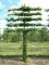 Carpinus bet. palissé TG 5 étages Thuilleaux