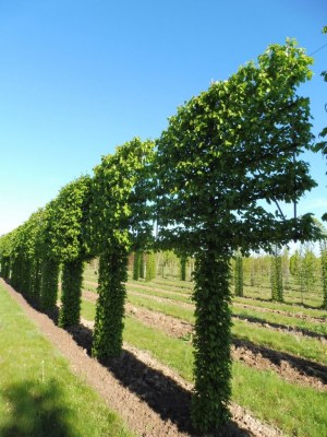 Carpinus bet. palissé TG 5 étages Thuilleaux