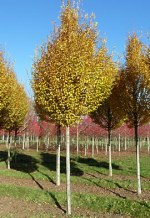 CARPINUS betulus 'Fastigiata'