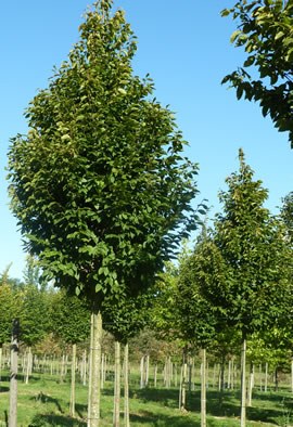 CARPINUS betulus "Frans Fontaine"