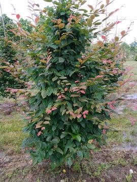 CARPINUS betulus Purpurea
