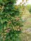 CARPINUS betulus Purpurea