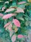 CARPINUS betulus Purpurea
