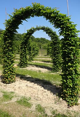 Carpinus betulus arcade