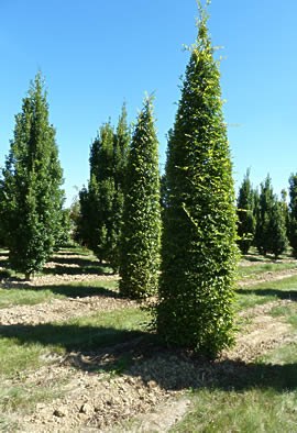 Carpinus betulus colonne