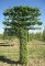 Carpinus bet. palissé TG 5 étages Thuilleaux