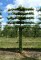 Carpinus bet. palissé TG 5 étages Thuilleaux