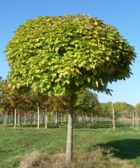 Catalpa boule