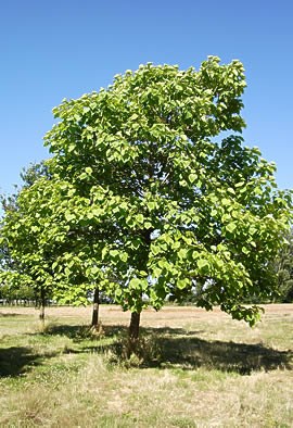 CATALPA bignonioides