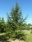 CEDRUS atlantica