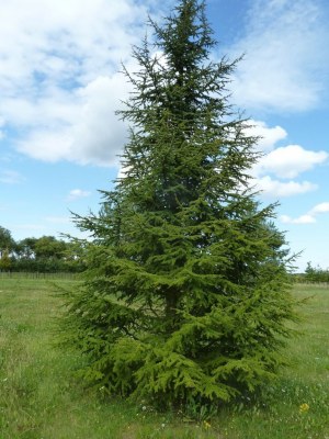 CEDRUS atlantica