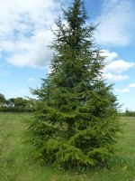CEDRUS atlantica