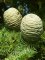 CEDRUS atlantica