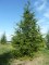 CEDRUS atlantica