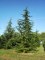 CEDRUS atlantica
