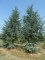 CEDRUS atlantica 'Glauca'