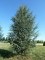 CEDRUS atlantica 'Glauca'
