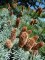 CEDRUS atlantica 'Glauca'