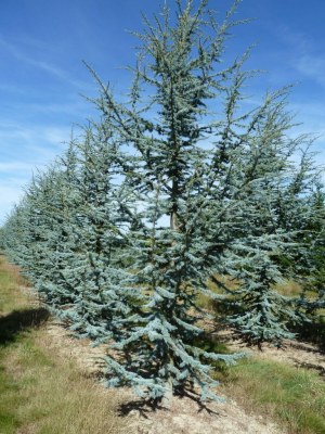 CEDRUS atlantica 'Glauca'