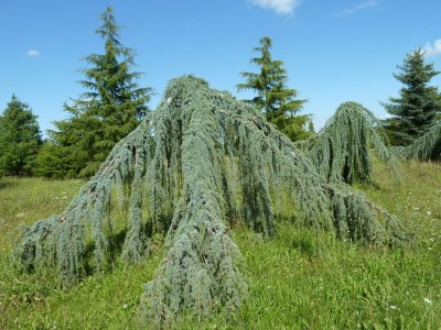 CEDRUS atlantica 'Glauca Pendula'
