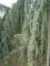 CEDRUS atlantica 'Glauca Pendula'