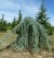 CEDRUS atlantica 'Glauca Pendula'