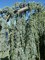 CEDRUS atlantica 'Glauca Pendula'