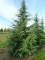 CEDRUS deodara