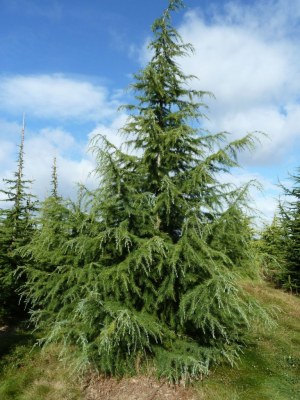 CEDRUS deodara