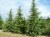 CEDRUS deodara