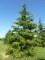CEDRUS deodara