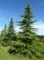 CEDRUS deodara