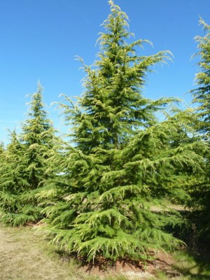 CEDRUS deodara 'Aurea'
