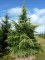 CEDRUS deodara 'Aurea'