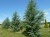 CEDRUS 'Glauca'