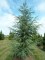 CEDRUS 'Glauca'