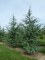 CEDRUS 'Glauca'