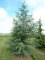 CEDRUS 'Glauca'