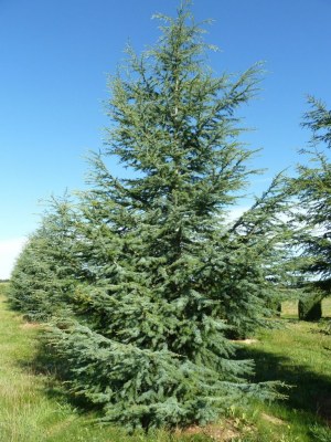 CEDRUS 'Glauca'