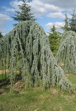 CEDRUS atlantica 'Glauca Pendula'