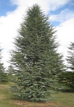 CEDRUS atlantica 'Glauca Pyramidalis'