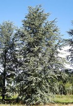 CEDRUS atlantica 'Glauca'