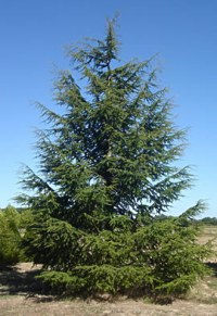 Cèdre vert de l'Atlas