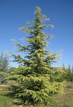 CEDRUS deodara 'Aurea'